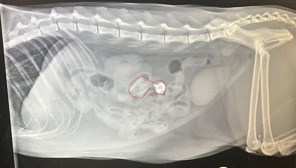 It's My Fault: My Cat's Surgery